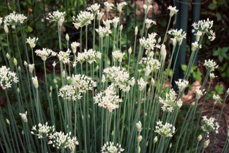 The Allure of Alliums Image